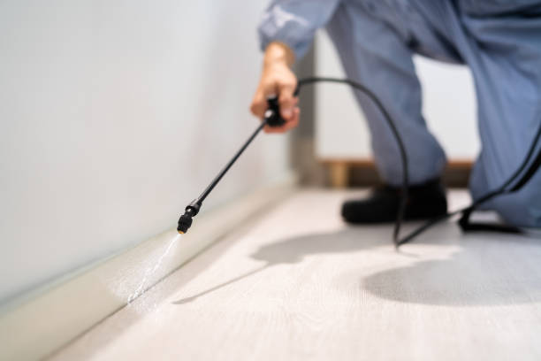 Licensed Wasp Removal service in Kincaid, IL - Show Me Pest Control
