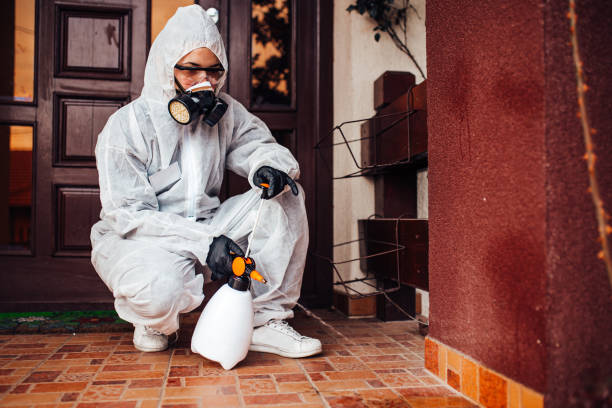 Reliable Wasp Removal contractor in Kincaid, IL by Show Me Pest Control
